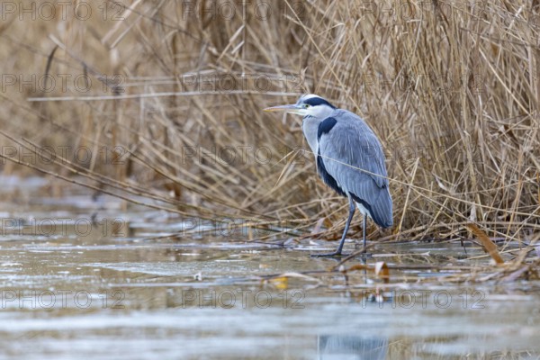 Grey heron (Ardea cinerea) Germany