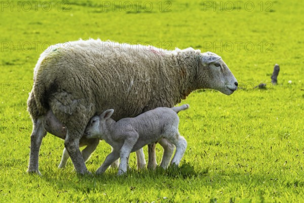 Sheep and farm in Lake District National Park, Coniston Water, Cumbria, England, United Kingdom
