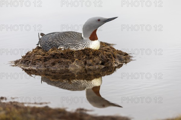 Red-throated diver (Gavia stellata) breeding on the nest, Aventdalen, Longyearbyen, Spitsbergen, Svalbard