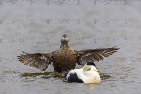 Eider duck (Somateria mollissima), hen grooming her feathers, duck birds (Anatidae), Aventdalen, Longyearbyen, Spitsbergen, Svalbard