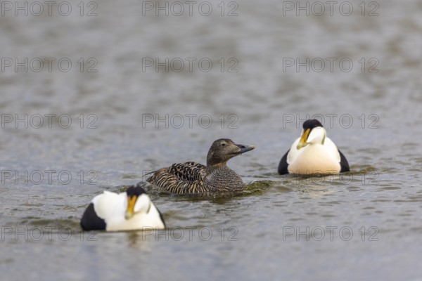 Eider duck (Somateria mollissima), hen with drake during mating behaviour, duck birds (Anatidae), Aventdalen, Longyearbyen, Spitsbergen, Svalbard