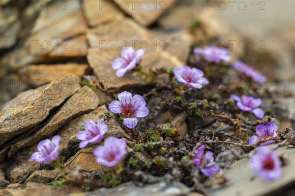 Red saxifrage (Saxifraga oppositifolia), saxifrage family (Saxifragaceae), Jotunkjeldene, Spitsbergen, Svalbard