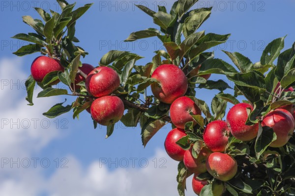 Red apples type Discovery in apple orchard in Rörum, Österlen fruit district, Simrishamn municipality, Skåne county, Sweden, Scandinavia