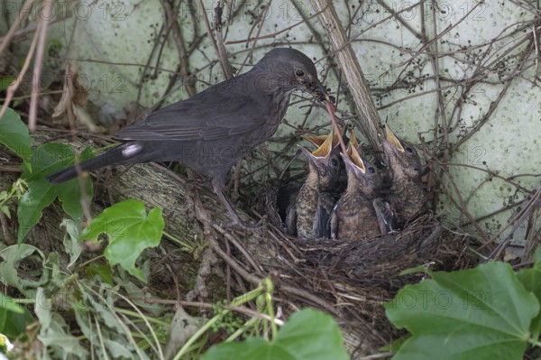 Mother blackbird (Turdus merula) feeding her five young in the nest, Bavaria, Germany