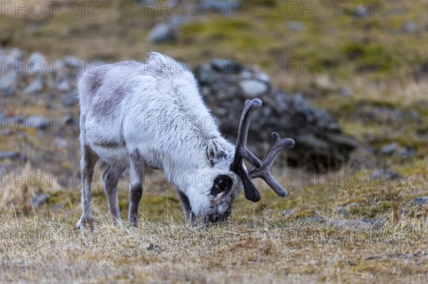 Svalbard skink (Rangifer tarandus platyrhynchus), Mammals (Mammalia), Longyearbyen, Spitsbergen, Svalbard