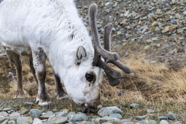Portrait of a Spitsbergen roe deer (Rangifer tarandus platyrhynchus), Mammals (Mammalia), Longyearbyen, Spitsbergen, Svalbard