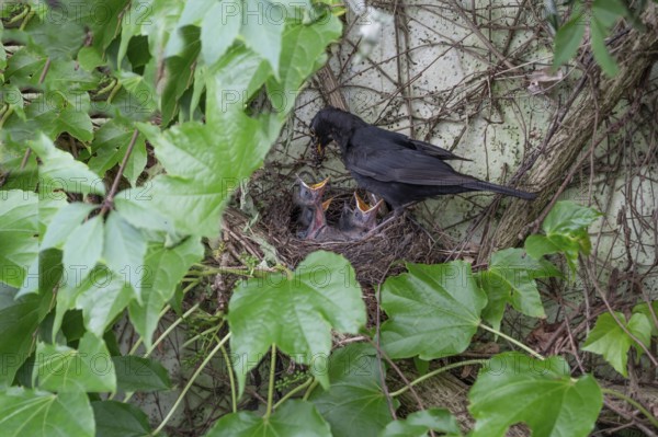 Male blackbird (Turdus merula) feeding his five young, Bavaria, Germany