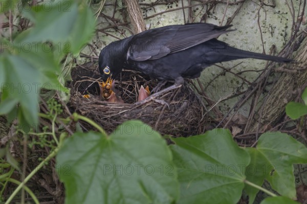Male blackbird (Turdus merula) feeding its young, Bavaria, Germany