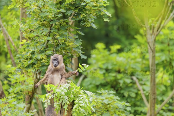 A female Drill (Mandrillus leucophaeus) sits high up in a tree, eating leaves. A green forest can be seen in the background. Cameroon