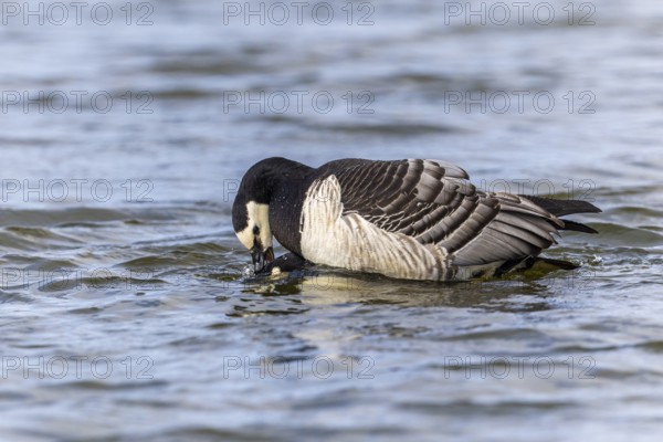 White-fronted Goose (Branta leucopsis), Geese (Anseriformes), Mating in the water, Aventdalen, Longyearbyen, Spitsbergen, Svalbard