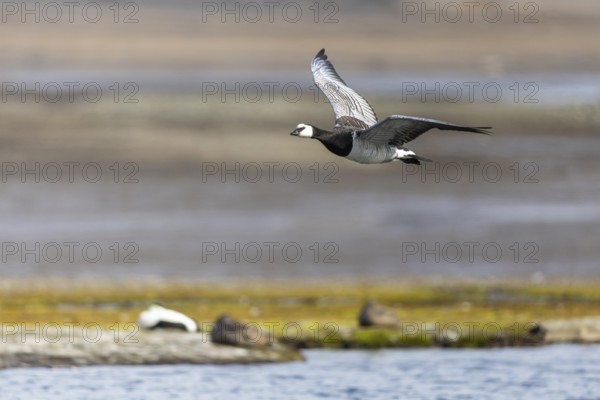 White-fronted Goose (Branta leucopsis), Geese (Anseriformes), in flight, Aventdalen, Longyearbyen, Spitsbergen, Svalbard