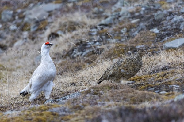 Ptarmigan (Lagopus), Pair, Chicken birds (Galliformes), Longyearbyen, Spitsbergen, Svalbard