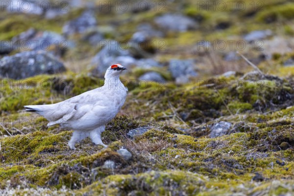 Ptarmigan (Lagopus), Cock, Chicken birds (Galliformes), Longyearbyen, Spitsbergen, Svalbard