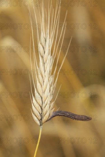 Ergot mushroom Claviceps purpurea on a ripe ear of grain