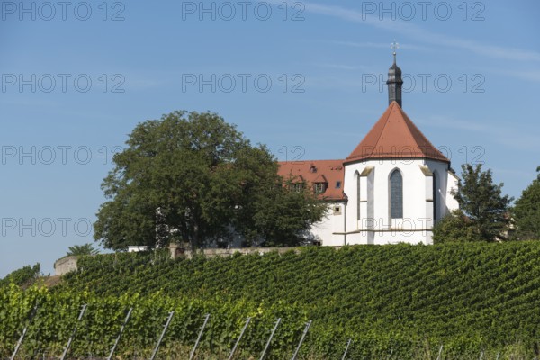 Monastery church Mariä Schutz an der Vogelsburg, vineyards, near Volkach, Mainfranken, Mainschleife, Franconia, Lower Franconia, Bavaria, Germany