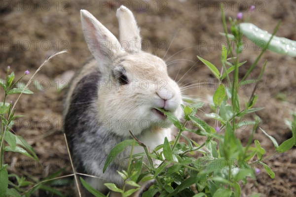 Domestic rabbit (Oryctolagus cuniculus forma domestica), tame, eat, plant, hunger, portrait, Germany