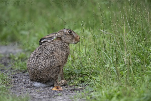 European hare (Lepus europaeus), Emsland, Lower Saxony, Germany