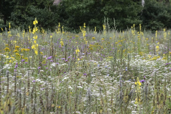 Flower meadow with large-flowered mullein (Verbascum densiflorum), Lower Saxony, Germany