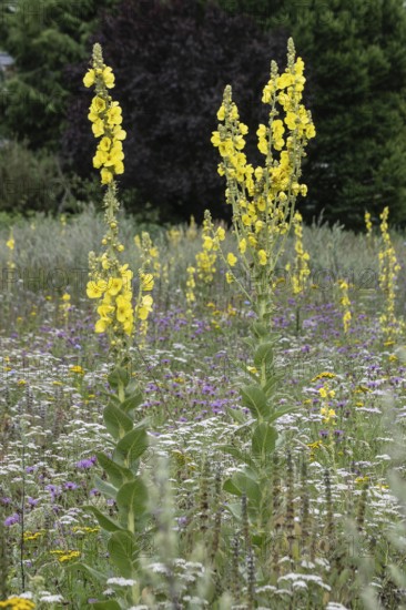Flower meadow with large-flowered mullein (Verbascum densiflorum), Lower Saxony, Germany