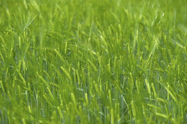 Grain field with unripe ears of barley (Hordeum vulgare), delicate structure, texture, background image, Aschheim, Upper Bavaria, Bavaria, Germany