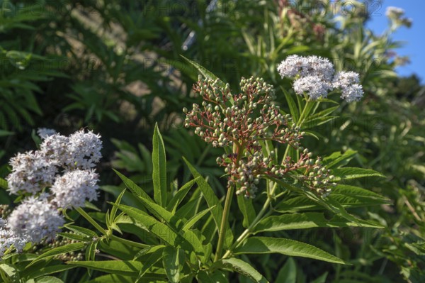 Blossoms and berries of dwarf elderberry or attich (Sambucus ebulus), Bavaria, Germany