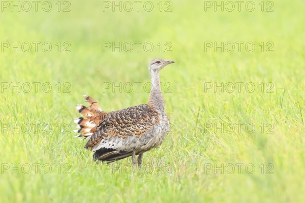 Great Bustard (Otis tarda), standing in a meadow, steppe bird, extremely rare bird species, threatened with extinction, heaviest flying bird, female, hen, wildlife, nature photography, Lake Neusiedl, Hansag, Burgenland, Hungary, Austria, Eastern Europe