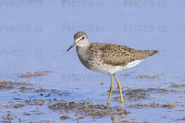 Wood Sandpiper (Tringa glareola) standing in shallow water, Wildlife, Animals, Birds, Snipe family, Ziggsee, Lake Neusiedl National Park, Seewinkel, Burgenland, Austria