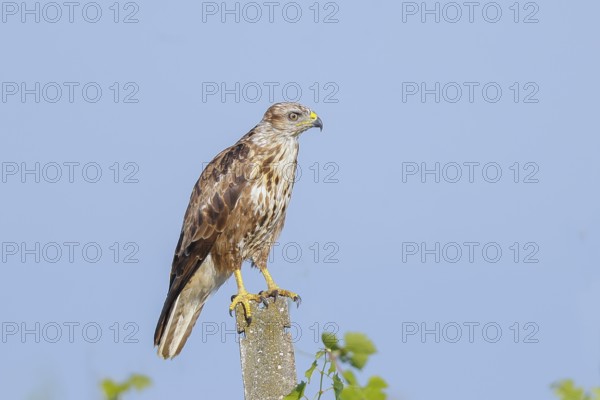 Buzzard (Buteo buteo) on the lookout, lurking on a concrete post, wildlife, animals, birds, bird of prey, nature photography, Lake Neusiedl National Park, Seewinkel, Burgenland, Austria