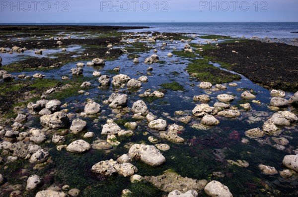 Low tide, seaweed, stones, rocks, Étretat, sea, steep coast, cliffs, chalk cliffs, alabaster coast, La Côte d'Albâtre, Normandy, Seine-Maritime, France