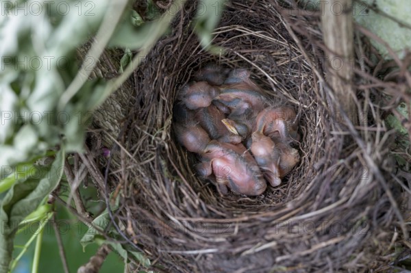 Five hatched blackbirds (Turdus merula) in the nest, in the clutch, two days old, Bavaria, Germany