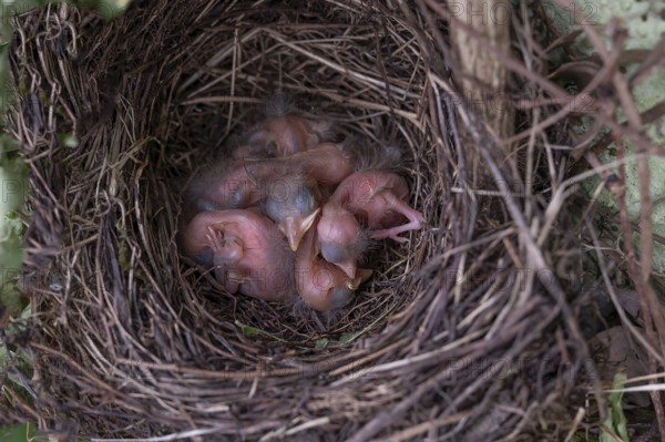 Five hatched blackbirds (Turdus merula) in the nest, in the clutch, one day old, Bavaria, Germany