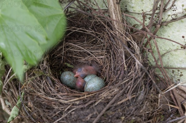 Two of five hatched blackbirds (Turdus merula) in the nest, Bavaria, Germany