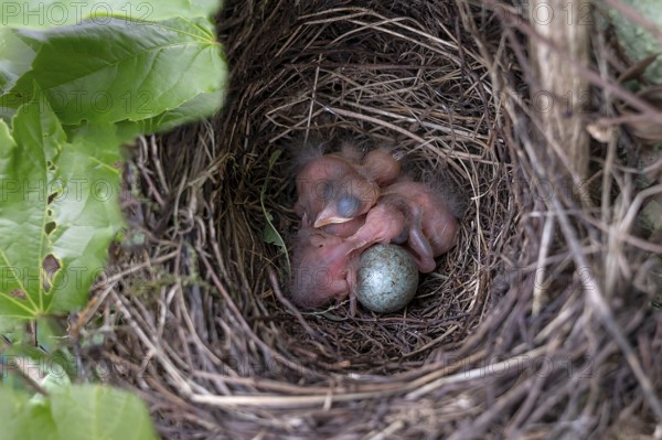 Four of five hatched blackbirds (Turdus merula) in the nest, Bavaria, Germany