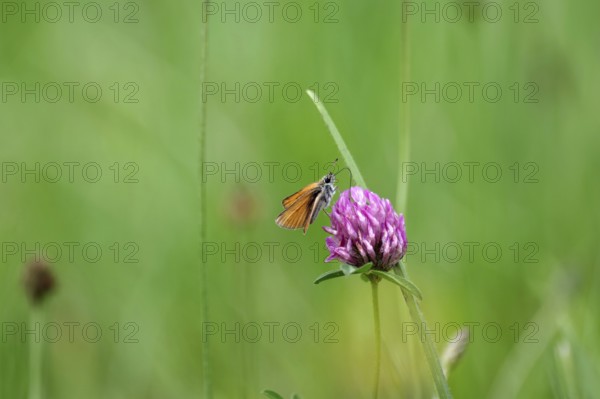 Essex skipper (Thymelicus lineola), meadow clover, close-up, North Rhine-Westphalia, Germany, The brown butterfly sucks nectar from the clover flower