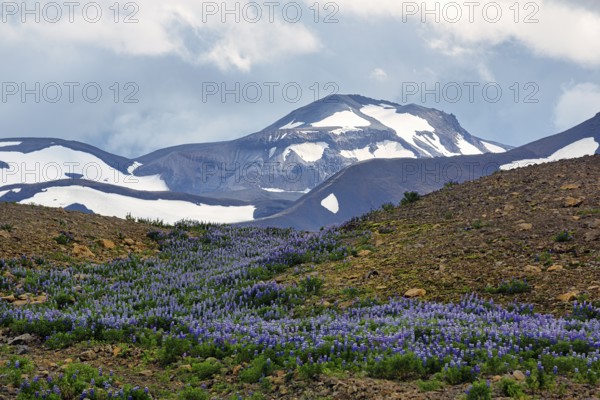 Mountain landscape in summer, volcanic landscape with carpet of flowers and remnants of snow, Narrow-leaved lupins, Langjökull glacier, Kaldadalsvegur, Kaldidalur, Iceland