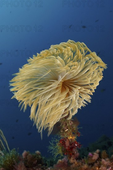 Large, yellow screwfish (Sabella spallanzanii) gently unfolds in the blue underwater in the Mediterranean Sea near Hyères, dive site peninsula Giens, Provence Alpes Côte d'Azur, France