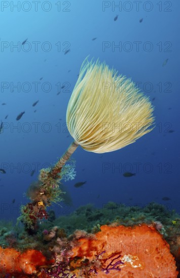 A large screw sponge (Sabella spallanzanii) above an orange sea sponge in the blue Mediterranean Sea near Hyères, dive site Giens Peninsula, Provence Alpes Côte d'Azur, France