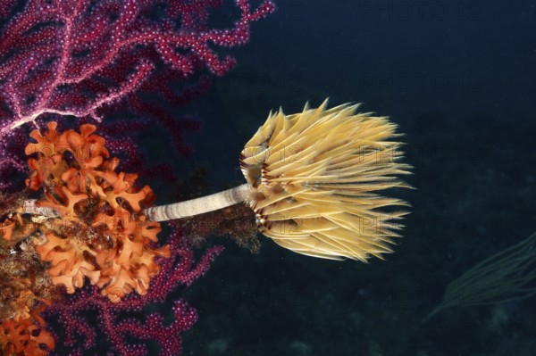 A blaze of colour in the Mediterranean: Screwfish (Sabella spallanzanii), Violescent sea-whip (Paramuricea clavata) and Orange spiny sponge (Acanthella acuta) on a reef in the Mediterranean near Hyères, Giens Peninsula dive site, Provence Alpes Côte d'Azur, France