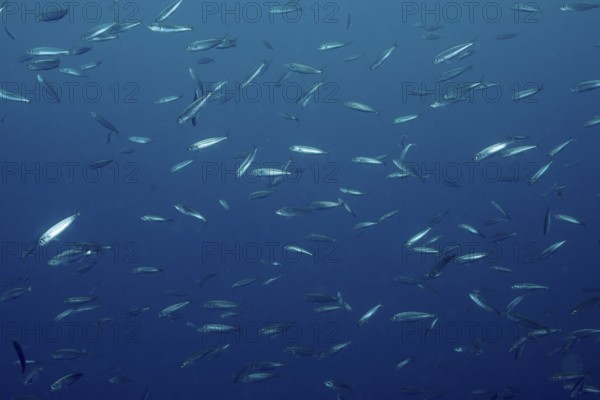 Shoal of sardine (Sardina pilchardus) under blue water moving dynamically in the Mediterranean Sea near Hyères, dive site Giens Peninsula, Provence Alpes Côte d'Azur, France