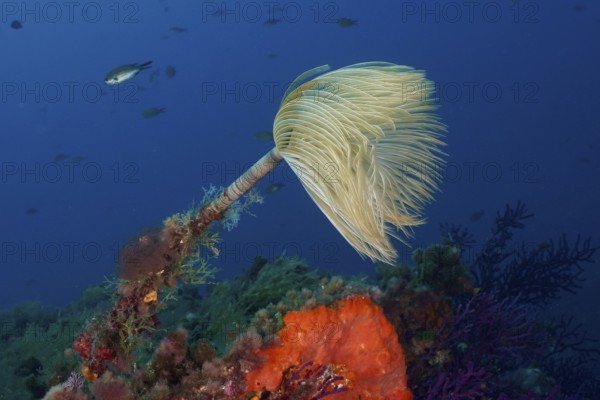 White fan-shaped spiral sponge (Sabella spallanzanii) on a lively reef bottom in the Mediterranean Sea near Hyères, dive site Peninsula Giens, Provence Alpes Côte d'Azur, France