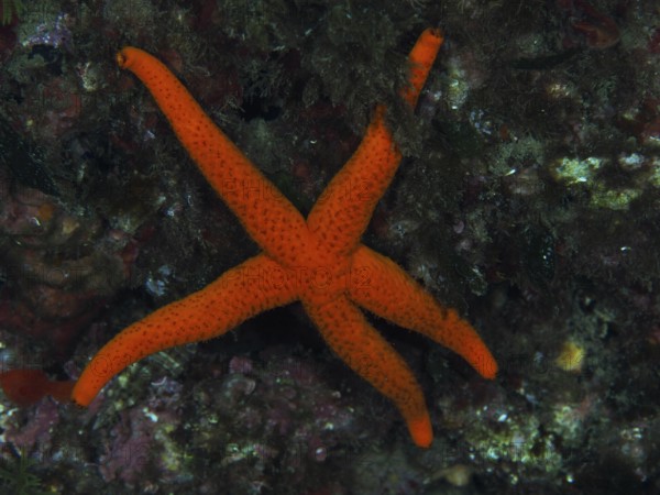 A red starfish (Echinaster sepositus) on rocky ground in the Mediterranean Sea near Hyères, dive site Peninsula Giens, Provence Alpes Côte d'Azur, France