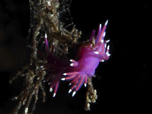 Bright pink-purple Edmundsella pedata (Edmundsella pedata) on an underwater branch in the Mediterranean Sea near Hyères, dive site Giens Peninsula, Provence Alpes Côte d'Azur, France