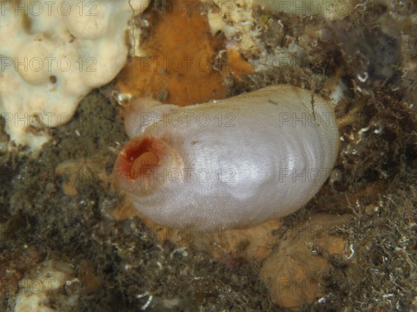 Red sea squirt (Halocynthia papillosa), white variant, on the ocean floor, surrounded by marine materials in the Mediterranean Sea near Hyères, dive site Giens Peninsula, Provence Alpes Côte d'Azur, France