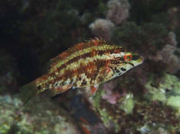 Fish with camouflage pattern, peacock wrasse (Symphodus tinca) juvenile, floating between colourful underwater plants in the Mediterranean Sea near Hyères, dive site Giens Peninsula, Provence Alpes Côte d'Azur, France