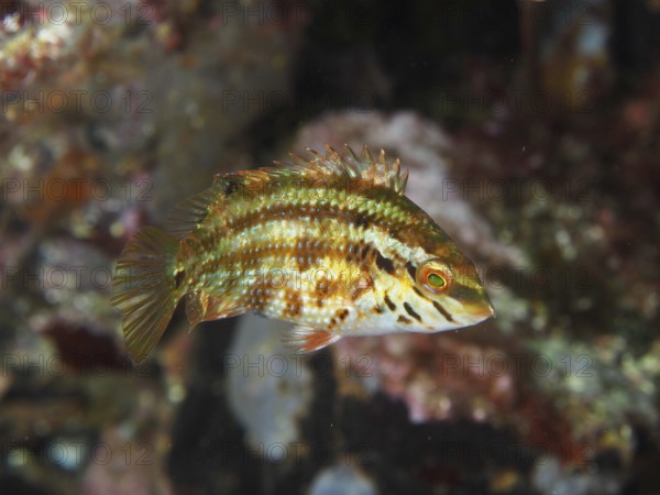 Fish with greenish stripes, peacock wrasse (Symphodus tinca) juvenile swims relaxed over the seabed in the Mediterranean Sea near Hyères, dive site Giens Peninsula, Provence Alpes Côte d'Azur, France