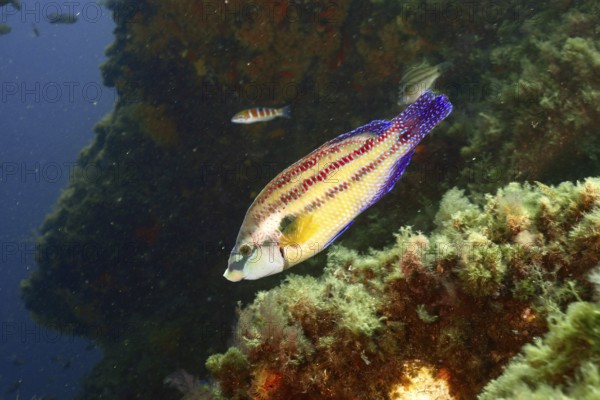 Colourful peacock wrasse (Symphodus tinca) swimming near a reef in the soft light of the underwater in the Mediterranean Sea near Hyères, dive site Giens Peninsula, Provence Alpes Côte d'Azur, France
