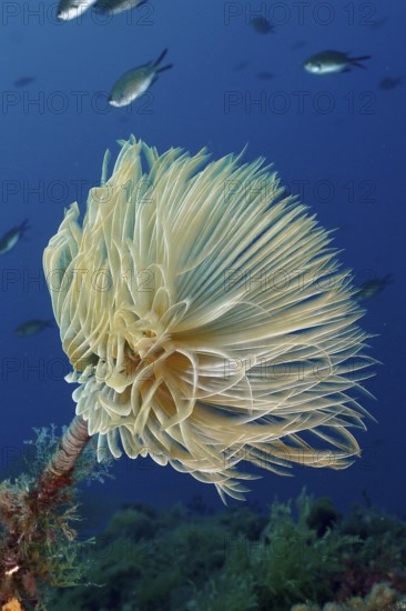Large, fan-shaped screwfish (Sabella spallanzanii) swaying in the water in the Mediterranean Sea near Hyères, dive site Giens Peninsula, Provence Alpes Côte d'Azur, France