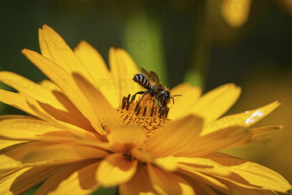 Macro photograph of a honeybee (Apis) on a yellow flower of the sun's eye, (Heliopsis), Neunkirchen, Lower Austria, Austria