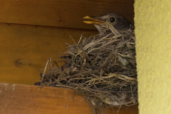 Female blackbird (Turdus merula) sitting in a nest of twigs under a wooden ledge, Ternitz, Lower Austria, Austria