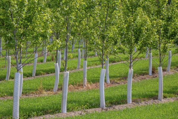 Shelbyville, Michigan - Trees growing at Winding Creek Nursery in west Michigan. The company grows Michigan native shade trees and flowering ornamental trees